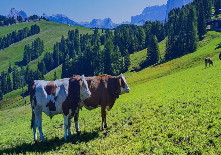 GPS Tracking For Livestock Management