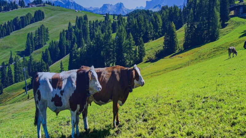 GPS Tracking For Livestock Management
