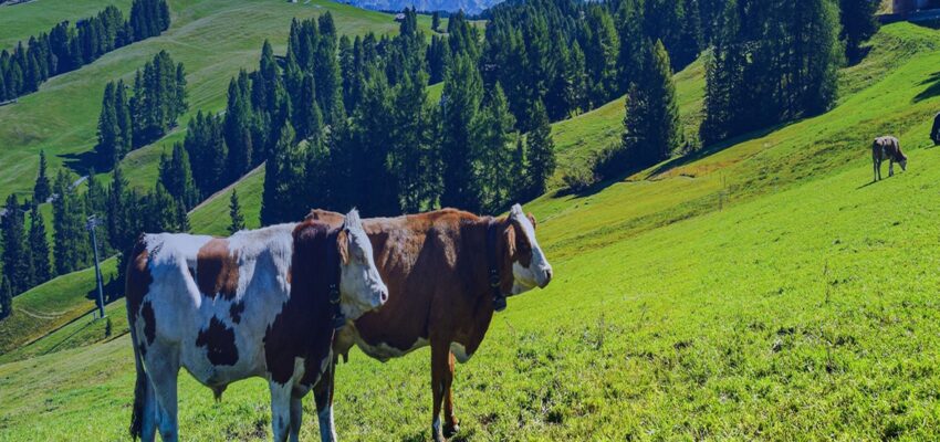 GPS Tracking For Livestock Management
