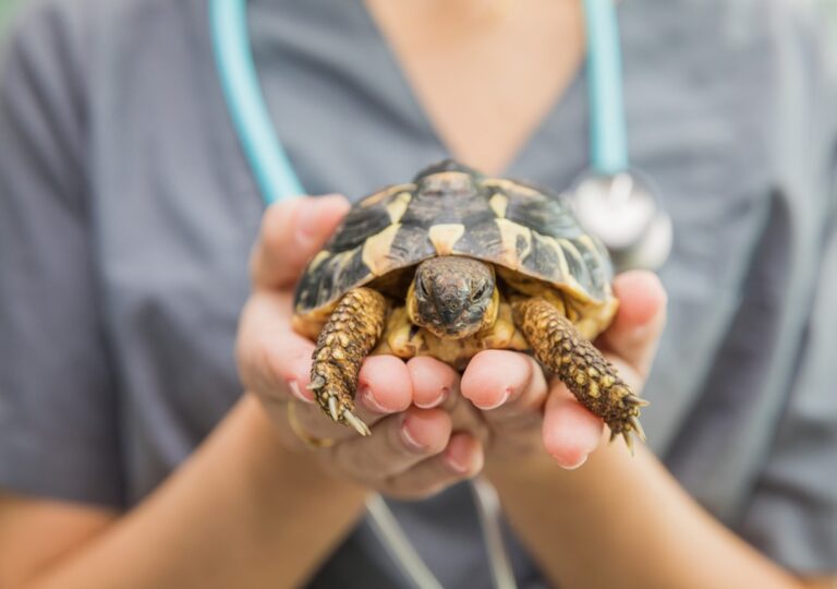 Rare pet insurance