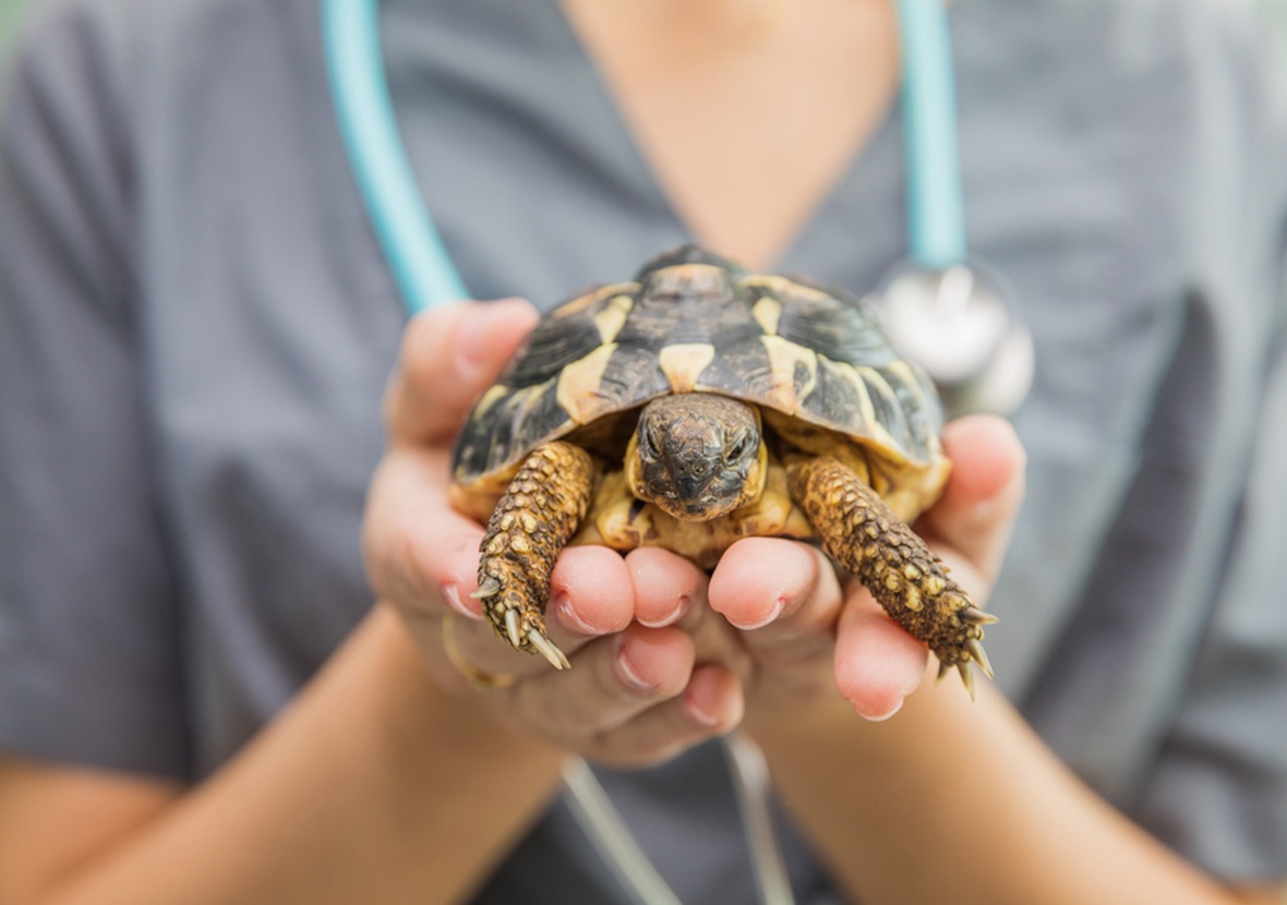 Got an Exotic Pet Here’s What Insurance Actually Covers